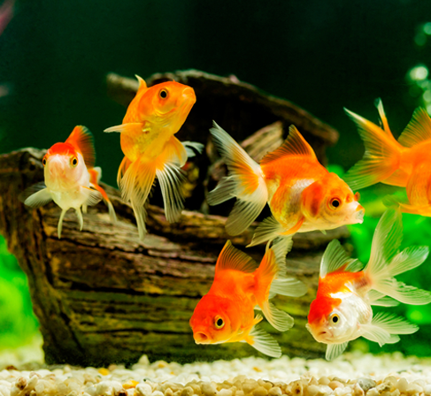 Tips for How to Move an Aquarium