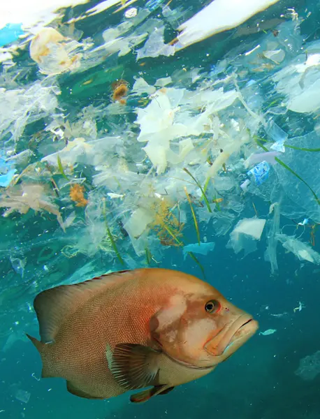 impact of rubbish on marine life